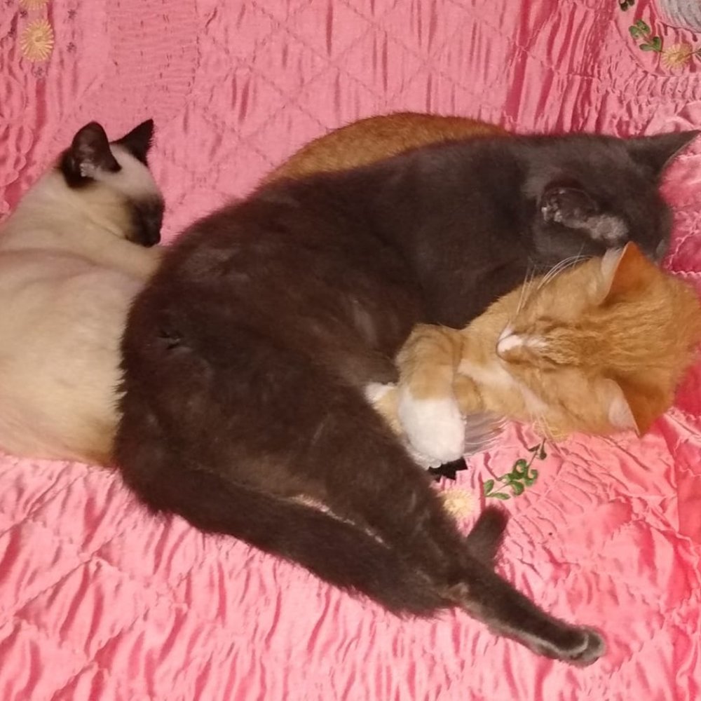 🌟🌟🌟CHEROKEE'S FERAL HAVEN🌟🌟🌟